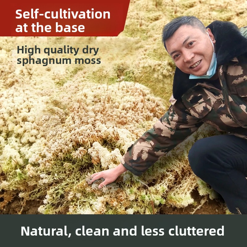 Сушеный сфагнум класса А, нату – обзор и цена Preserved Moss Sheet