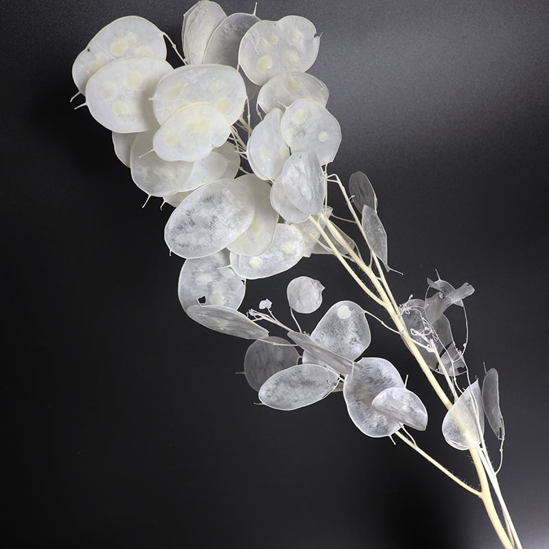 Консервированные цветы Лунирии – обзор и цена Eucalyptus Preserved